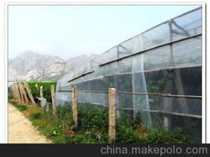 農膜蔬菜供應商選擇與價格走勢解析——來自權威批發市場的報告
