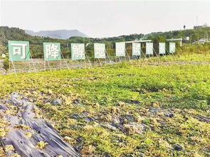 僅10個(gè)月超額完成全年任務(wù),重慶供銷社農(nóng)膜回收給力